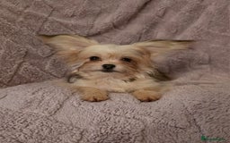Mixed Breed dogs for sale: TINY IMPERIAL SHITZU X POMERANIAN  - Image 8