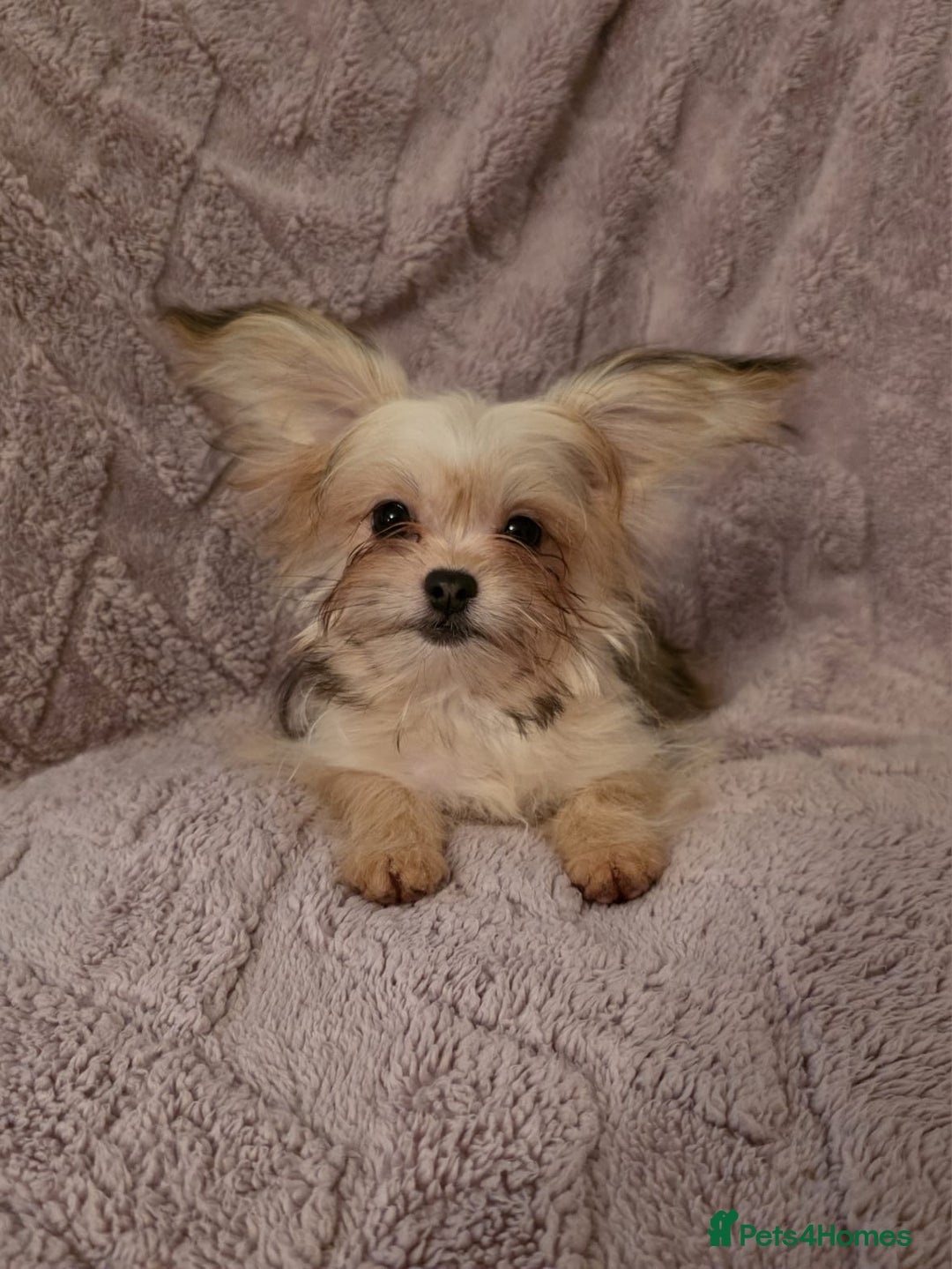Mixed Breed dogs for sale: TINY IMPERIAL SHITZU X POMERANIAN  - Image 8