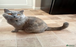 British Shorthair cats for sale: British blue shorthair 4yrs old  - Image 5