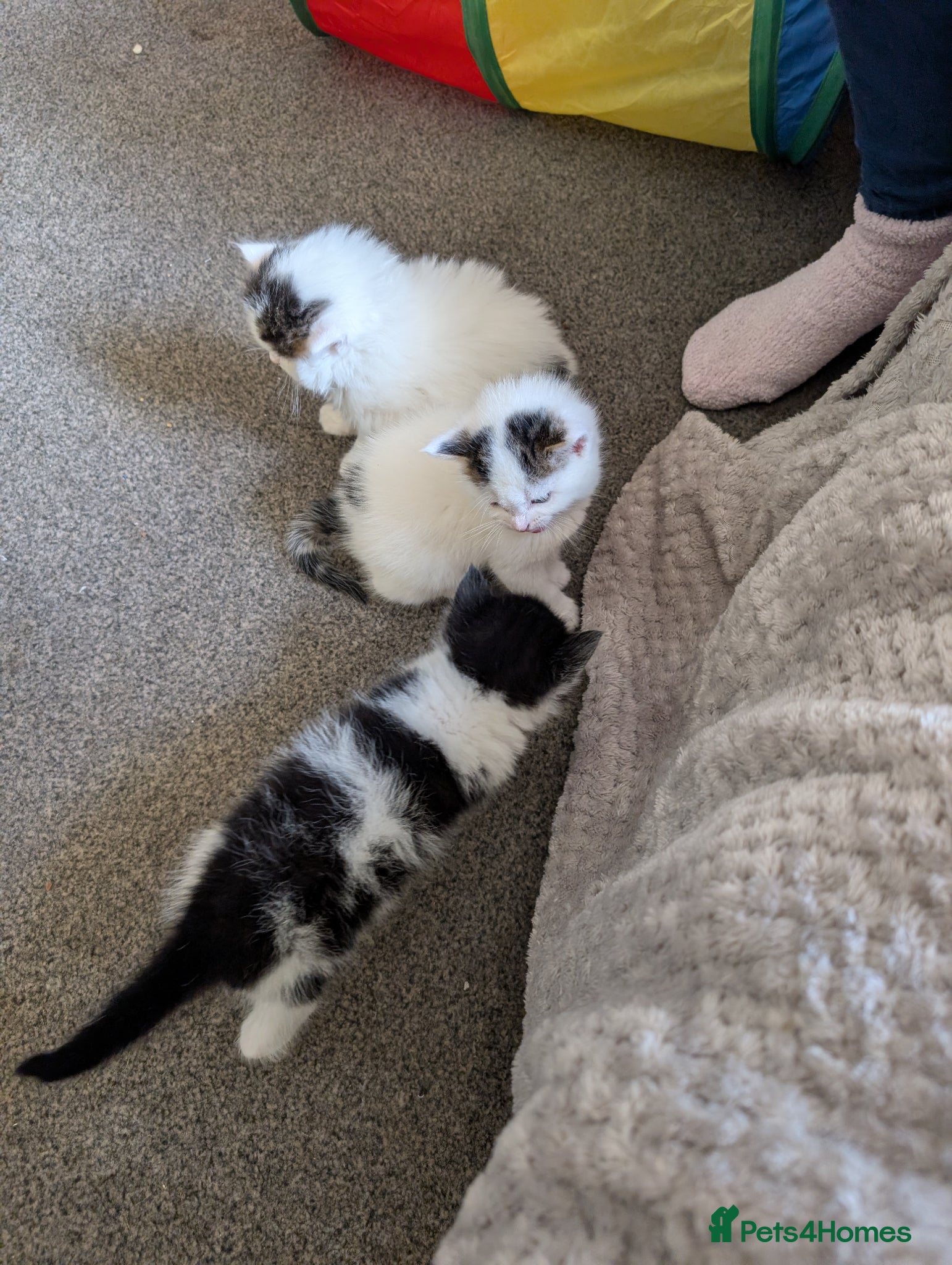 British Longhair cats Mixed breed READ DESCRIPTION  - Advert 13