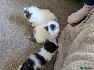 British Longhair cats Mixed breed READ DESCRIPTION - Advert 8