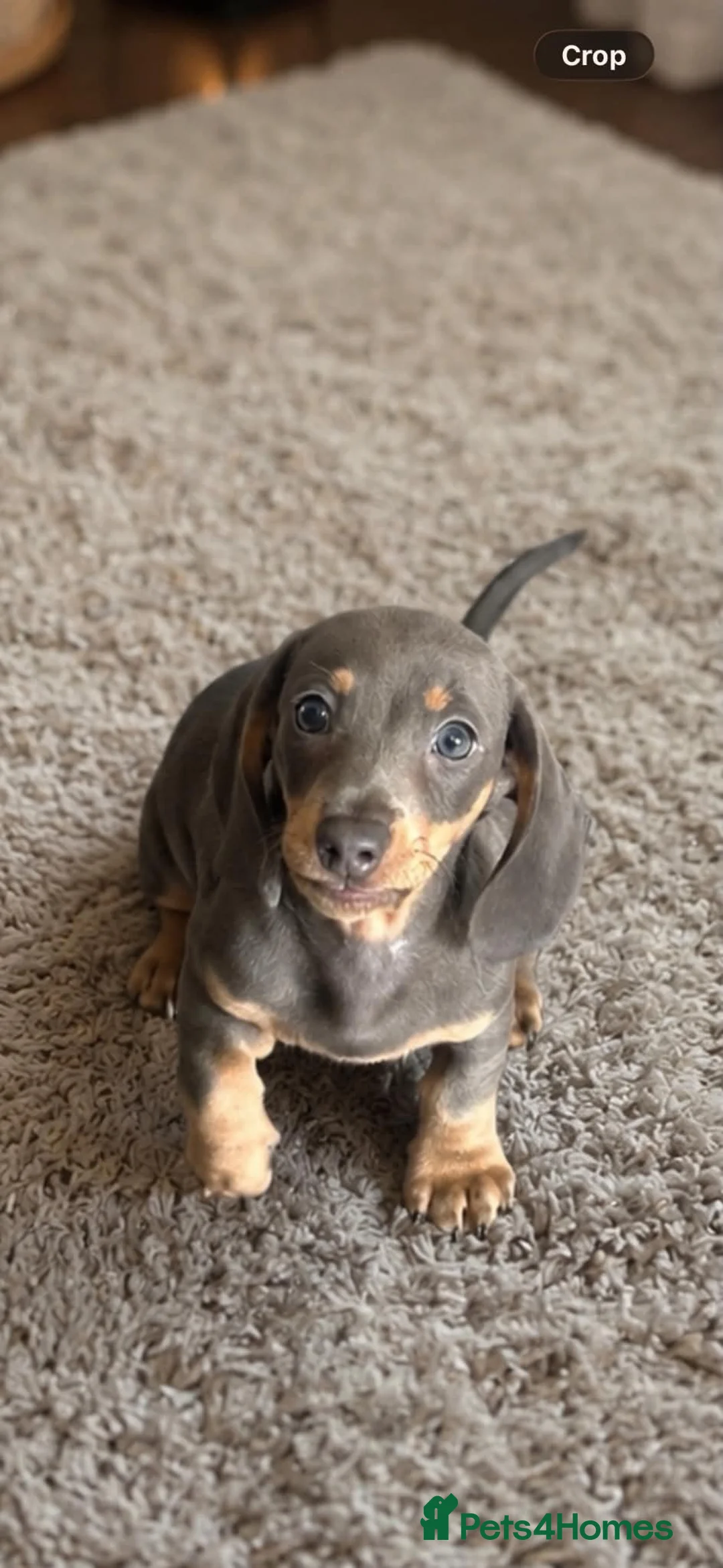 Dachshund dogs for sale: Dachshund boy puppy  in Walsall - Advert 2
