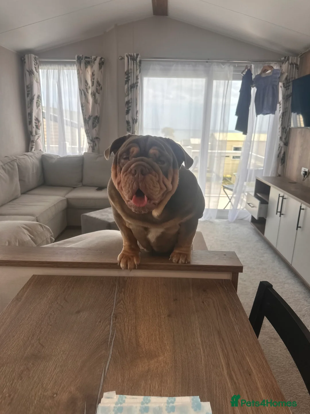 English Bulldog dogs for stud: Sons of king nemesis & epic bully (darling) in Southampton - Advert 15