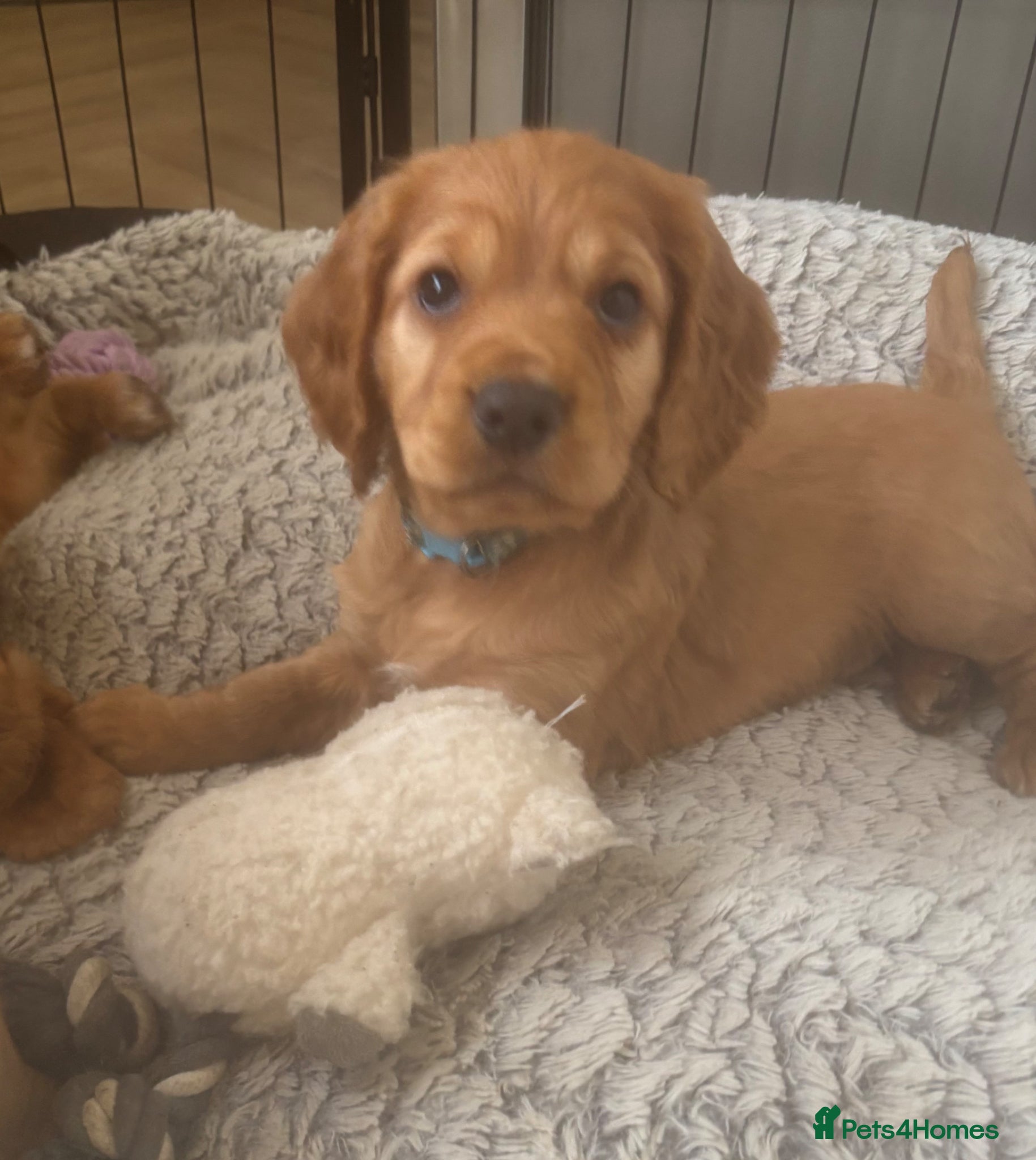 Cocker Spaniel dogs Beautiful KC Reg. Working Cocker Spaniels  - Advert 18