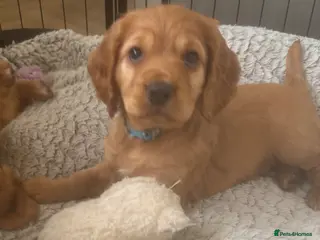 Cocker Spaniel dogs Beautiful KC Reg. Working Cocker Spaniels - Advert 18