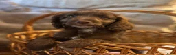 Cockapoo dogs for sale: Beautiful F1 Cockapoo Puppies  - Advert 16