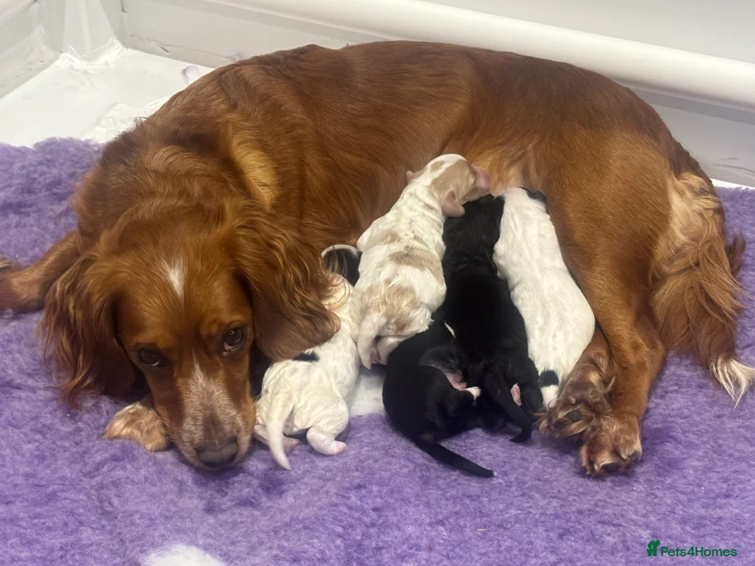 Cockapoo dogs for sale: 🐣Toy Cockapoo Puppies 🌸 - Advert 3