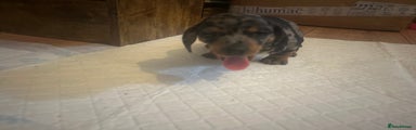 Miniature Dachshund Puppy 2