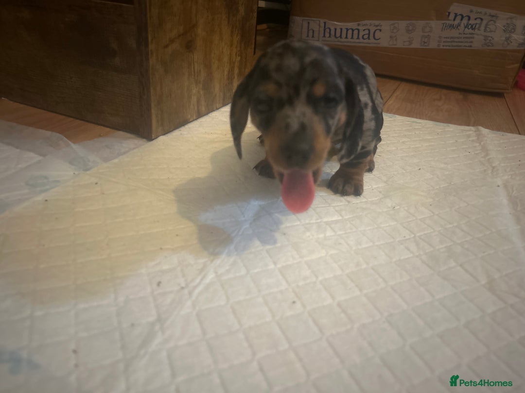 Miniature Dachshund dogs for sale: miniature dash hounds - Advert 18