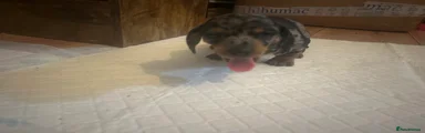 Miniature Dachshund Puppy 2
