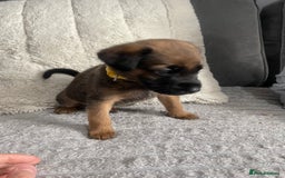 Belgian Shepherd Dog dogs for sale: Belgian malinois puppies - Image 5