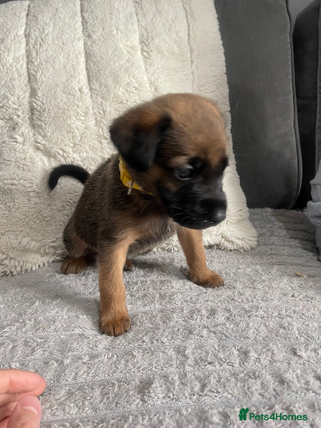 Belgian Shepherd Dog dogs for sale: Belgian malinois puppies - Image 5