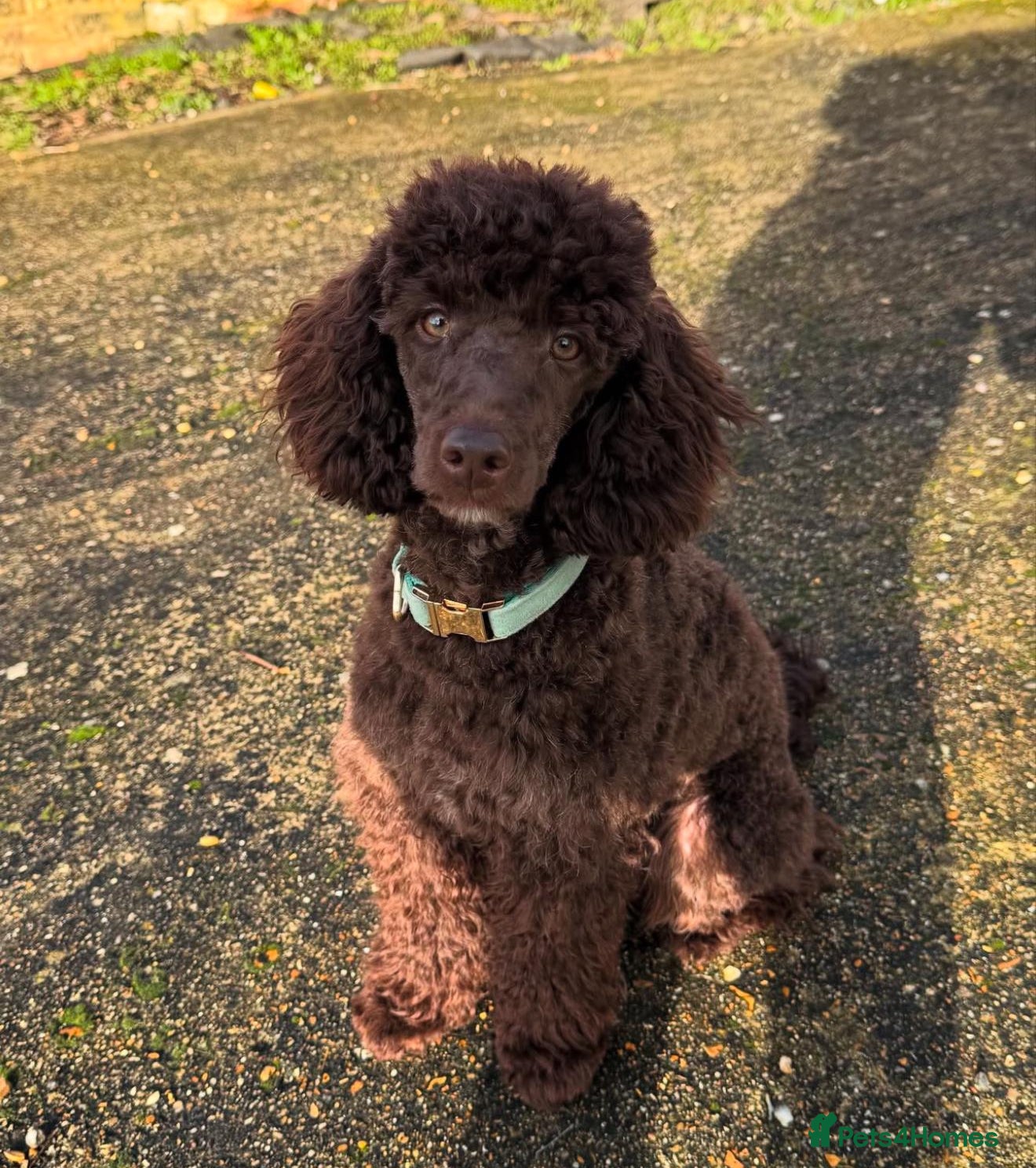 Miniature Poodle dogs Vinnie minature poodle Stud-choco health tested in Haywards Heath - Advert 8