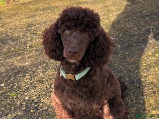 Miniature Poodle dogs in Haywards Heath - Advert 3