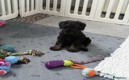 Miniature Schnauzer dogs for sale: health tested parents  - Image 8