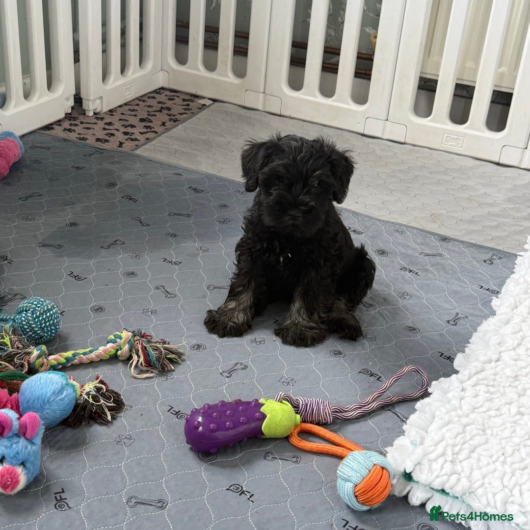 Miniature Schnauzer dogs for sale: health tested parents  - Image 8