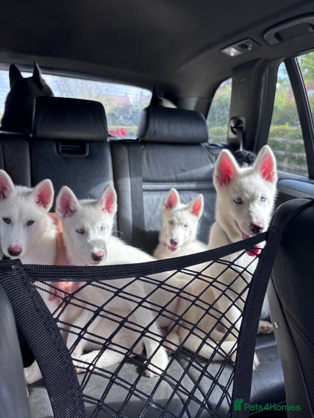 Utonagan dogs for sale: Last 2 Husky (Utonagon) Puppies - READY NOW - Image 28