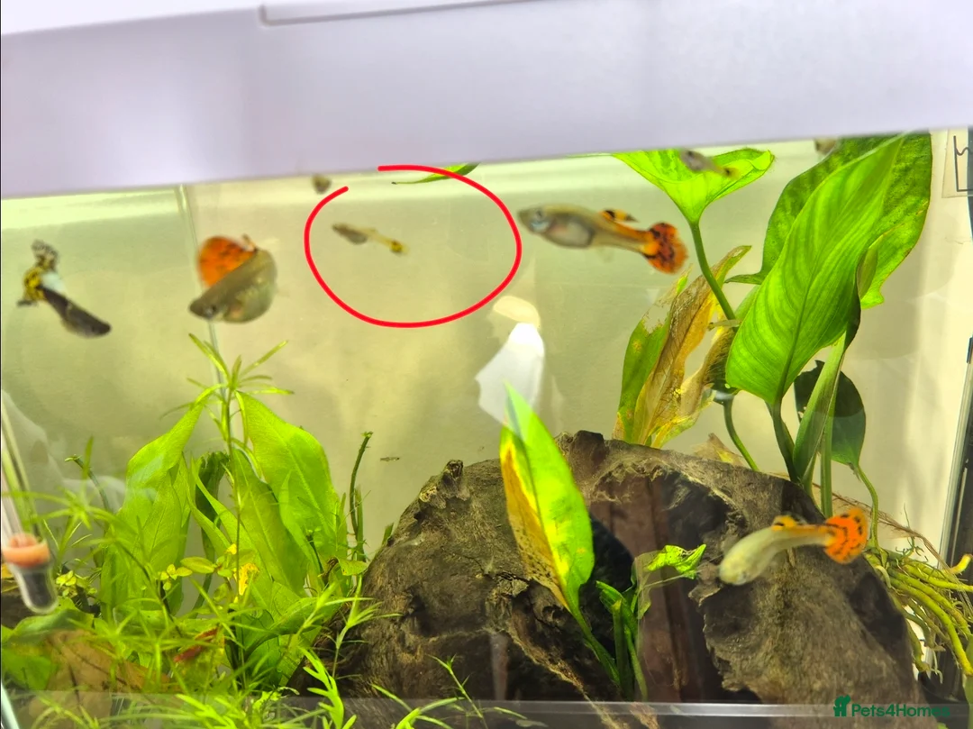 Live Bearers fish for sale: GUPPIES, YELLOW TAIL - Advert 2