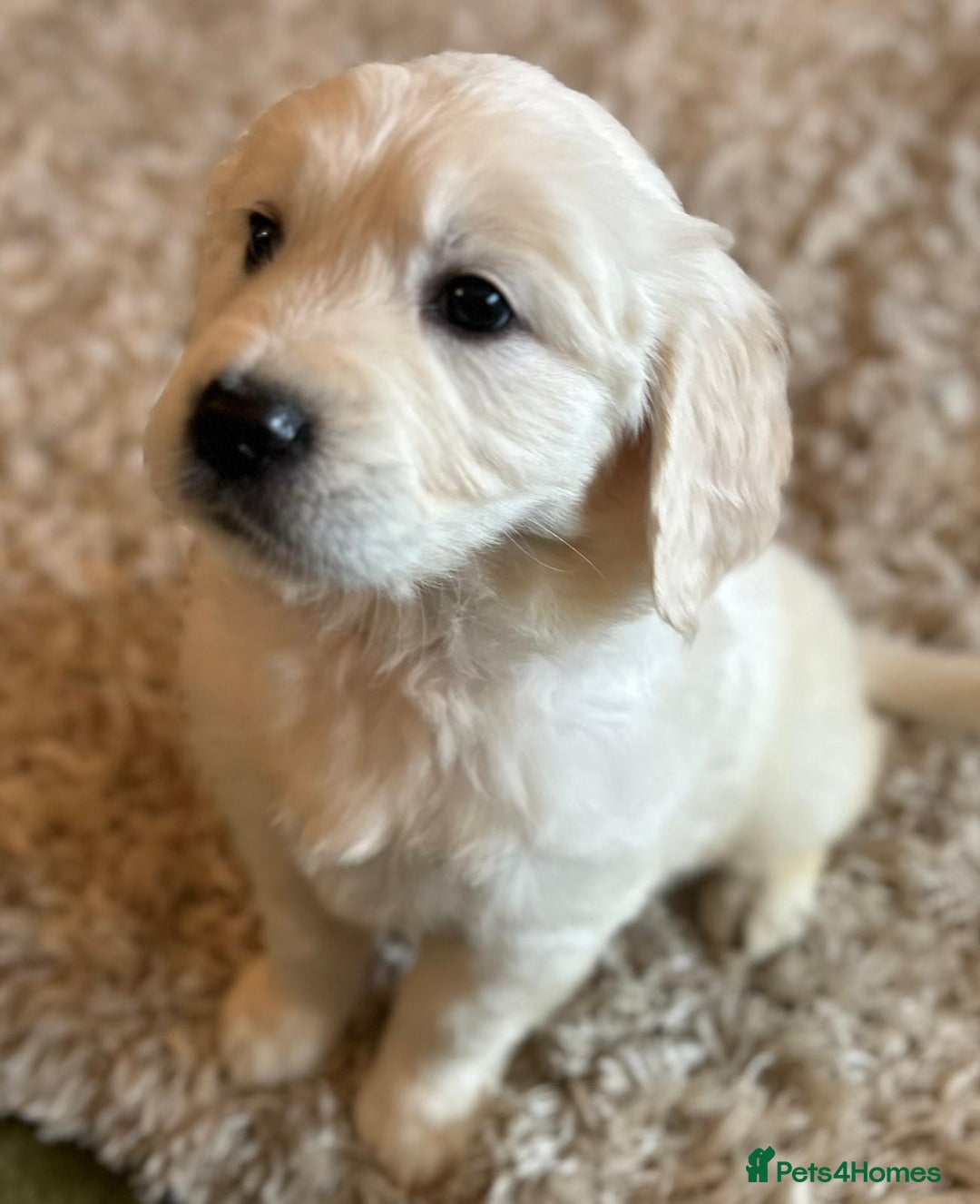 Golden Retriever dogs for sale: Chunky, cream pups - Advert 21