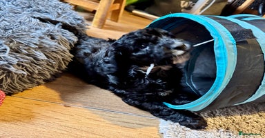 Cockapoo dogs - Advert 2