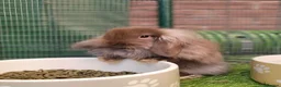 Mini Lion Lop rabbits for sale: Stunning Mini Lion Lops - READY SATURDAY - Advert 4