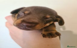 Dachshund dogs for sale: Beautiful Standard Dachshunds  - Image 3