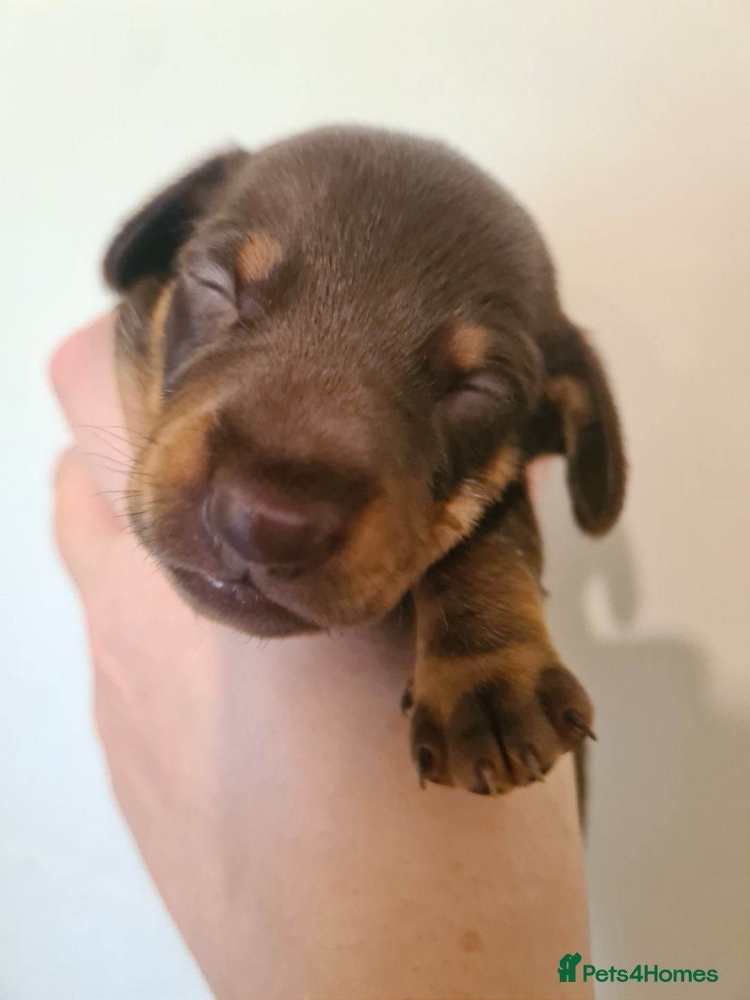 Dachshund dogs for sale: Beautiful Standard Dachshunds  - Image 3