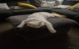 Turkish Angora cats for sale: Loving and affectionate Turkish angora  - Image 2