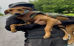 Mixed Breed dogs for sale: Mara - Doberman X Lurcher 7 month old girl - Image 21