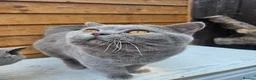 British Shorthair cats for sale: Gccf Lilac Male 10 mths old - Advert 5
