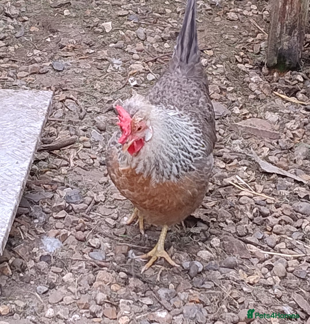 Chickens poultry for sale: Cream Legbar Cock & 2 hens Rare Blue Eggs Norfolk - Advert 6