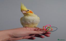 Cockatiels birds for sale: Hand reared silly tame DNA sexed baby cockatiels  - Image 38