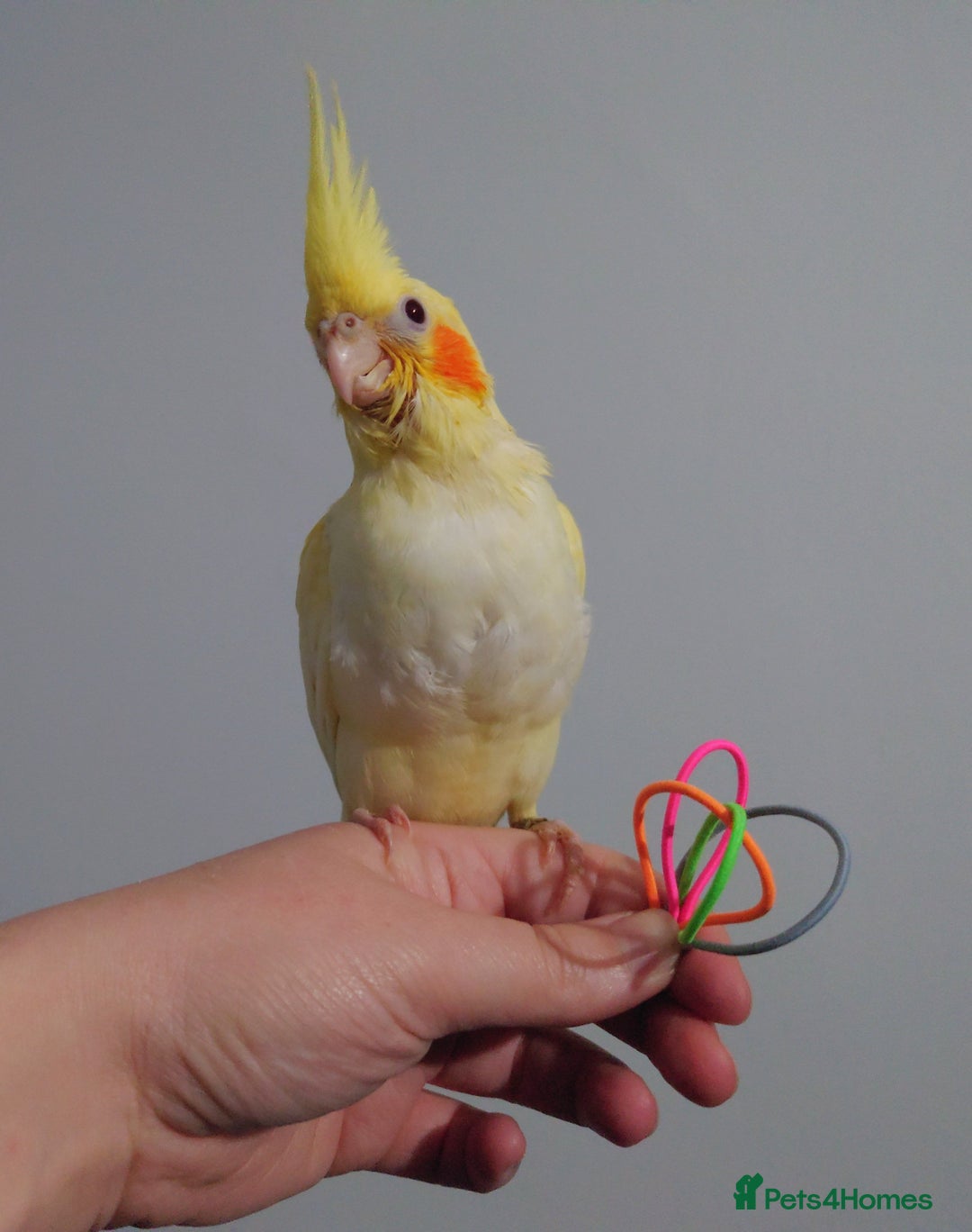 Cockatiels birds for sale: Hand reared silly tame DNA sexed baby cockatiels  - Image 38