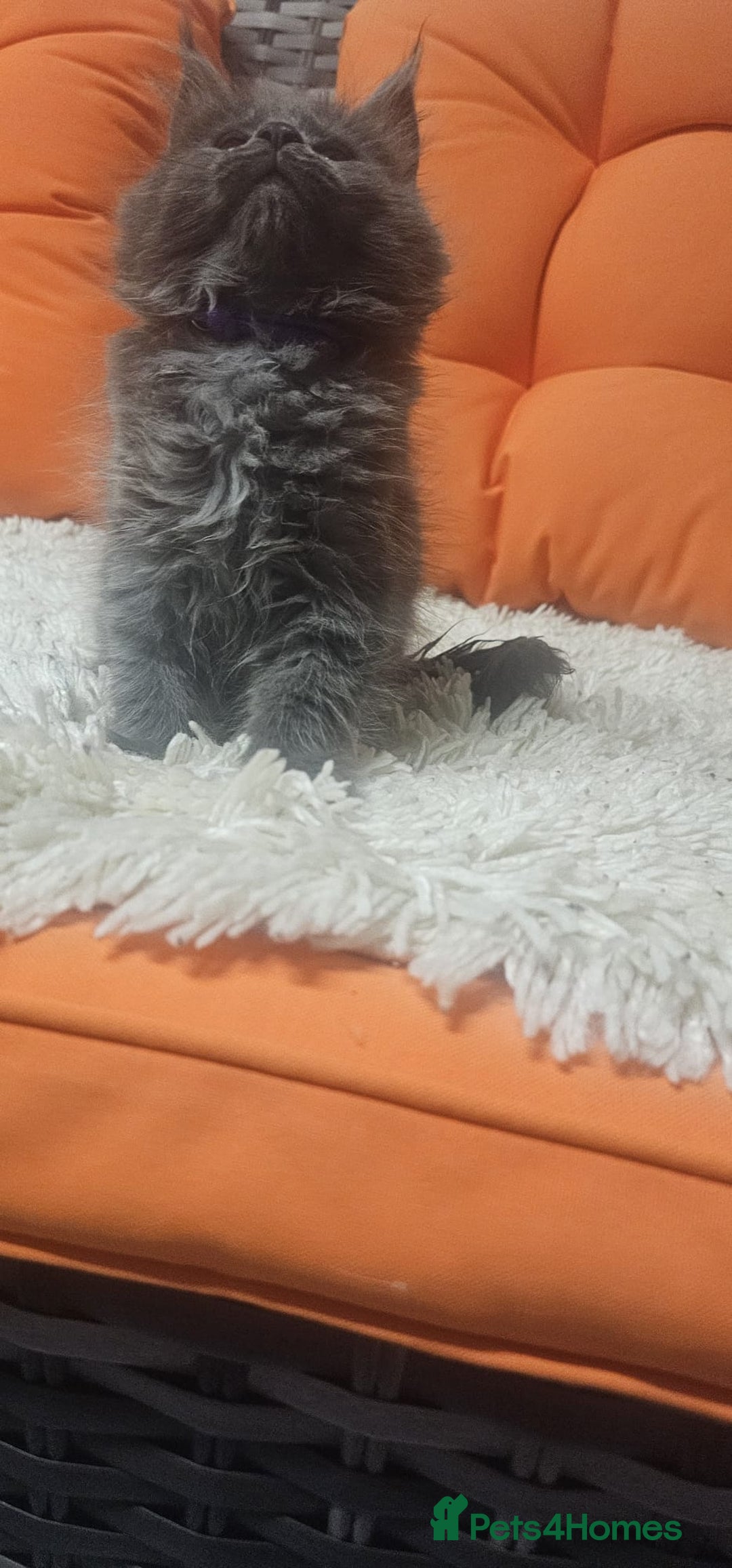 Maine Coon cats for sale: Tica registered maine coon giants kittens £1300 - Image 5