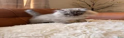 British Shorthair cats for sale: Beautiful fluffy show class kittens - Advert 19