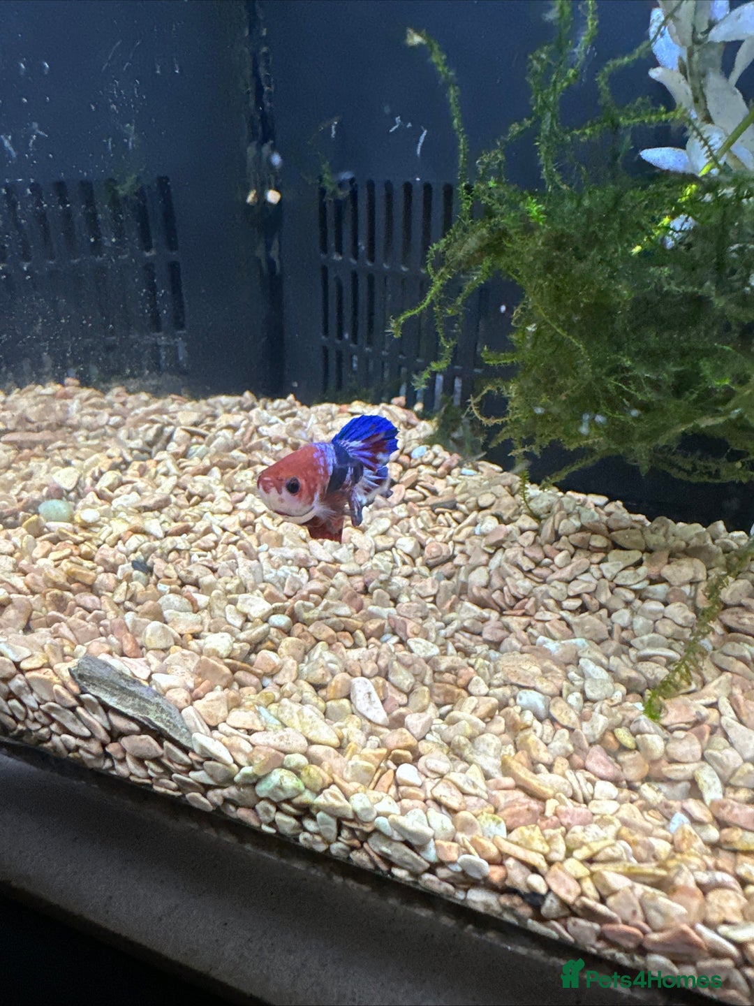 Bettas fish for sale: Betta seeking homes  - Image 3