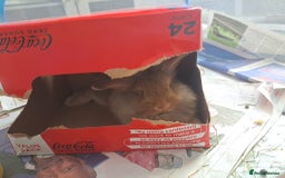 Mini Lion Lop rabbits for sale: Mini Lion Lop Does for sale! Ready to go. - Image 4