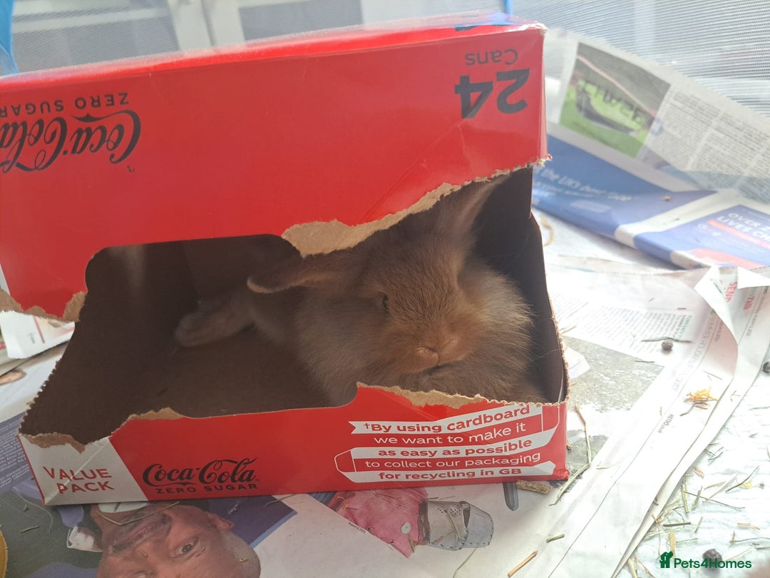 Mini Lion Lop rabbits for sale: Mini Lion Lop Does for sale! Ready to go. - Image 4