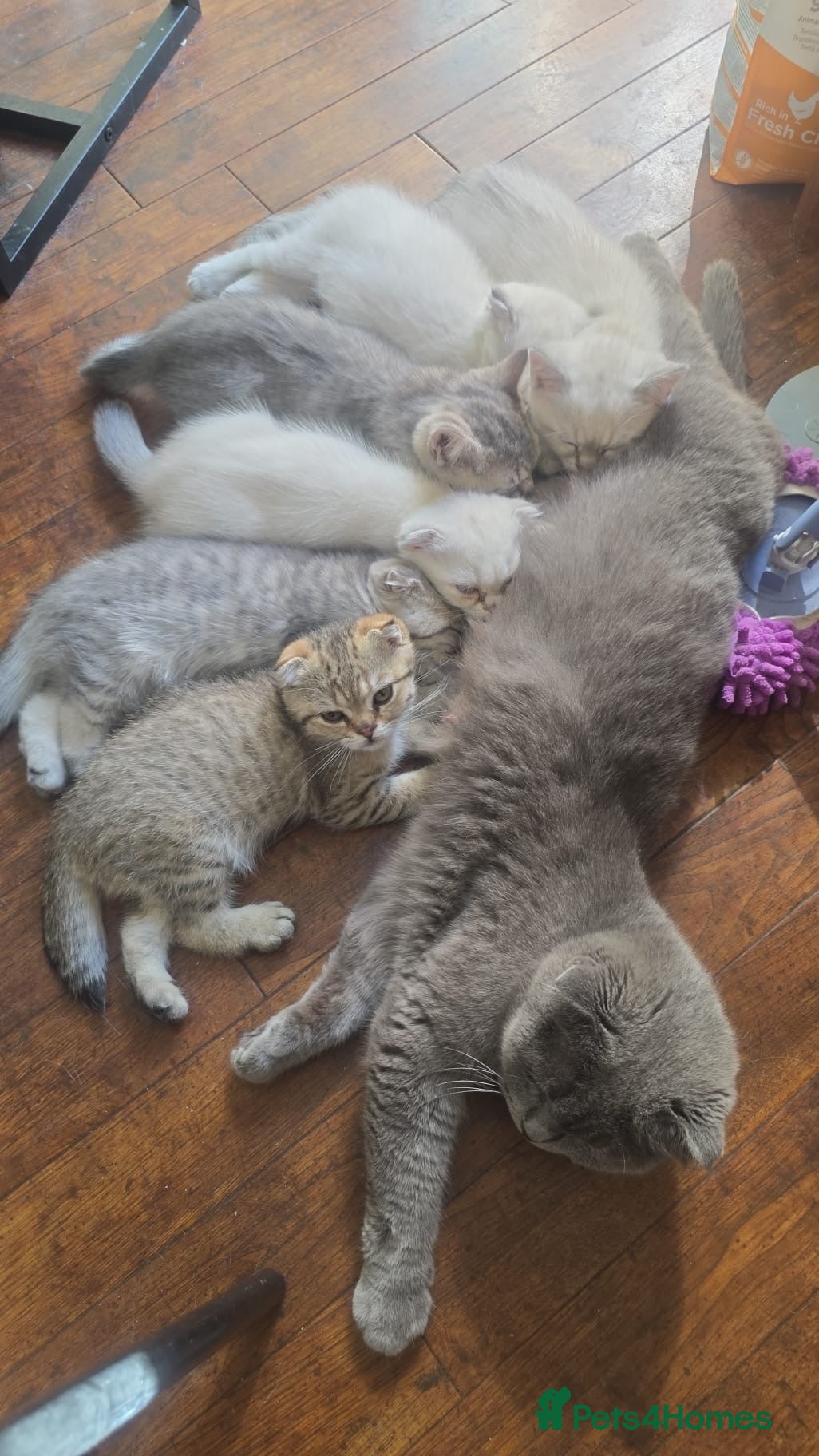 Scottish Fold cats 4 pure breed scottish fold (need urgent homes) - Advert 1