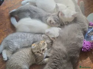 Scottish Fold cats 4 pure breed scottish fold (need urgent homes) - Advert 3