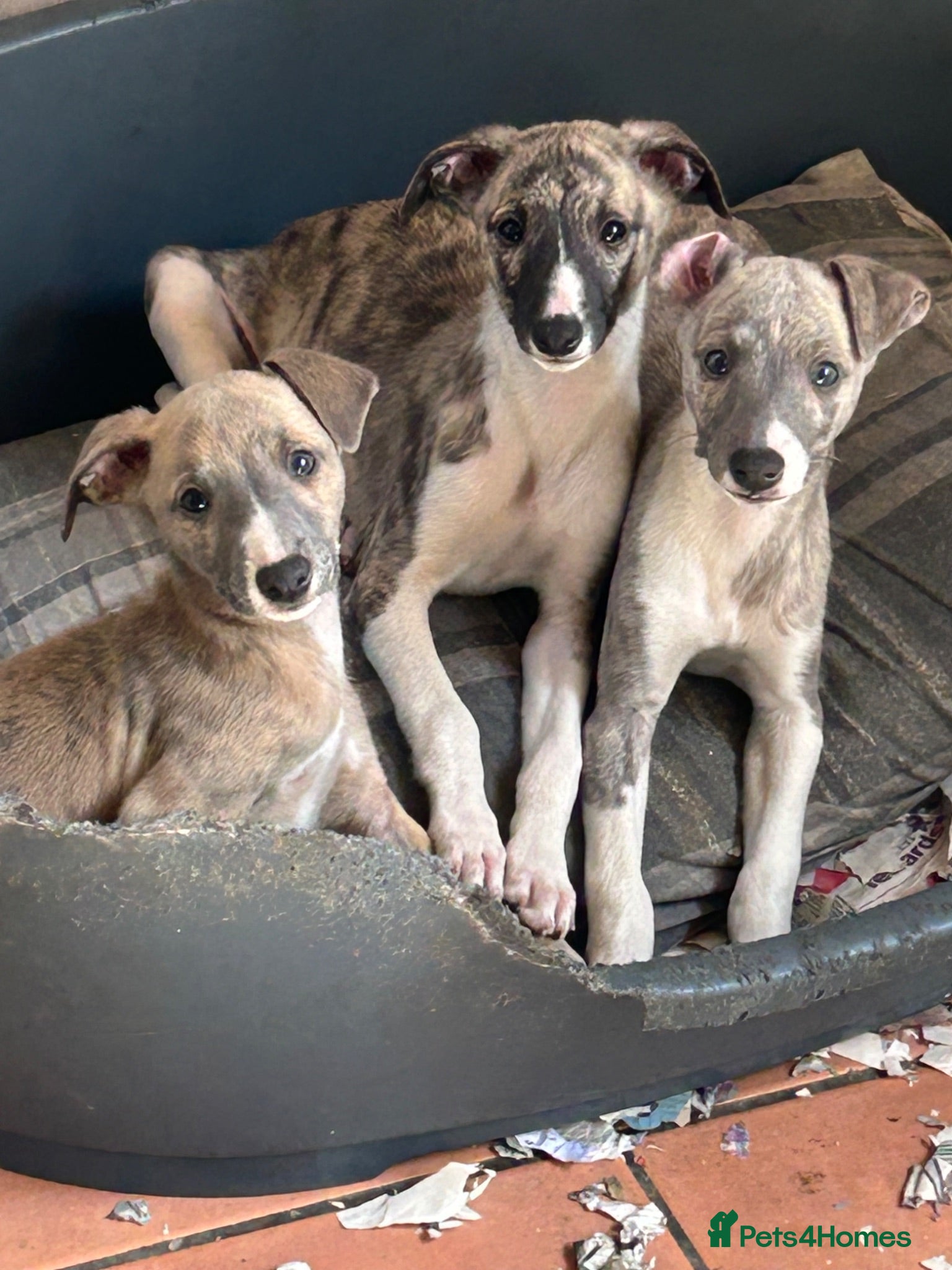Whippet dogs  3 Male whippet pups available  - Advert 15