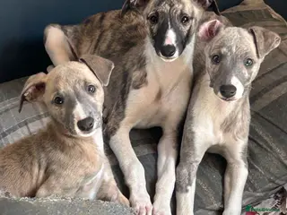 Whippet dogs 3 Male whippet pups available - Advert 5