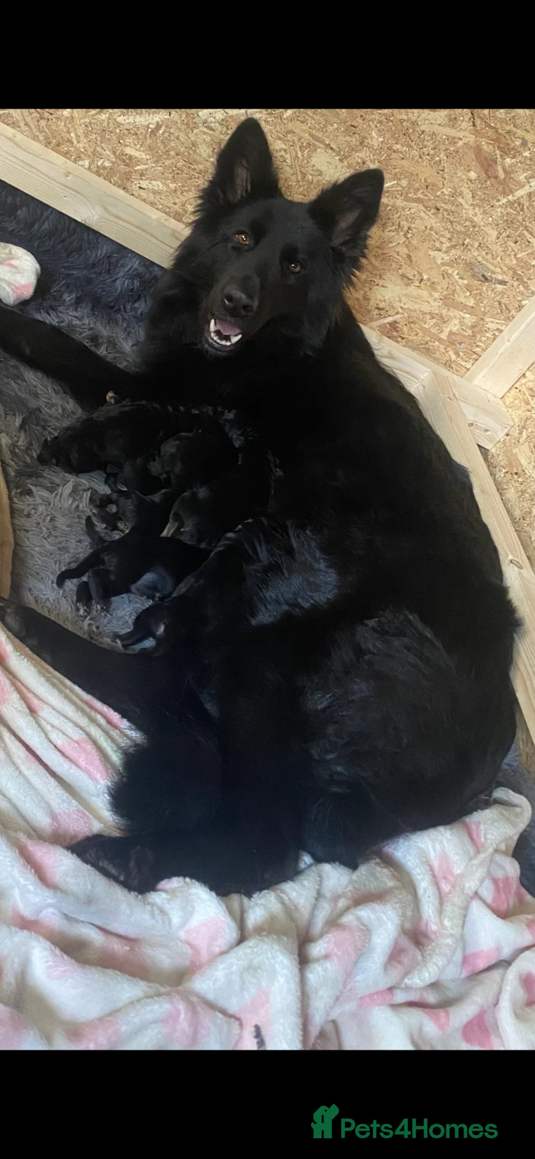 German Shepherd dogs for sale: German Shepherd Puppy’s in Barnsley - Advert 16