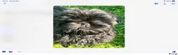 Shih Tzu dogs for stud: Beautiful Shih Tzu Boy for stud in Mansfield - Advert 8