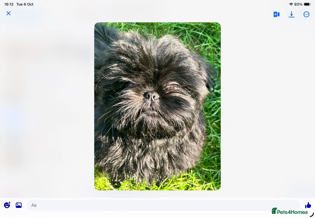 Shih Tzu dogs for stud: Beautiful Shih Tzu Boy for stud in Mansfield - Advert 8