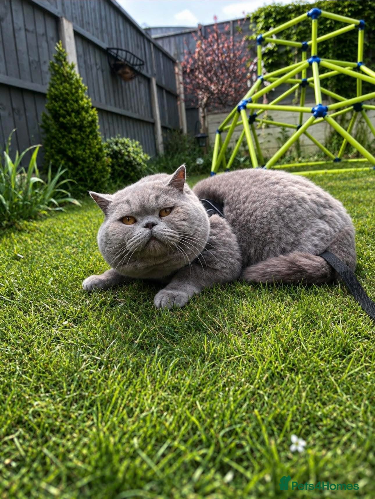 British Shorthair cats 🐻British Short & Long Hair TICA REG🐻 - Advert 2
