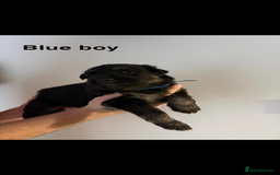 German Shepherd dogs for sale: German shepherd litter  - Image 6