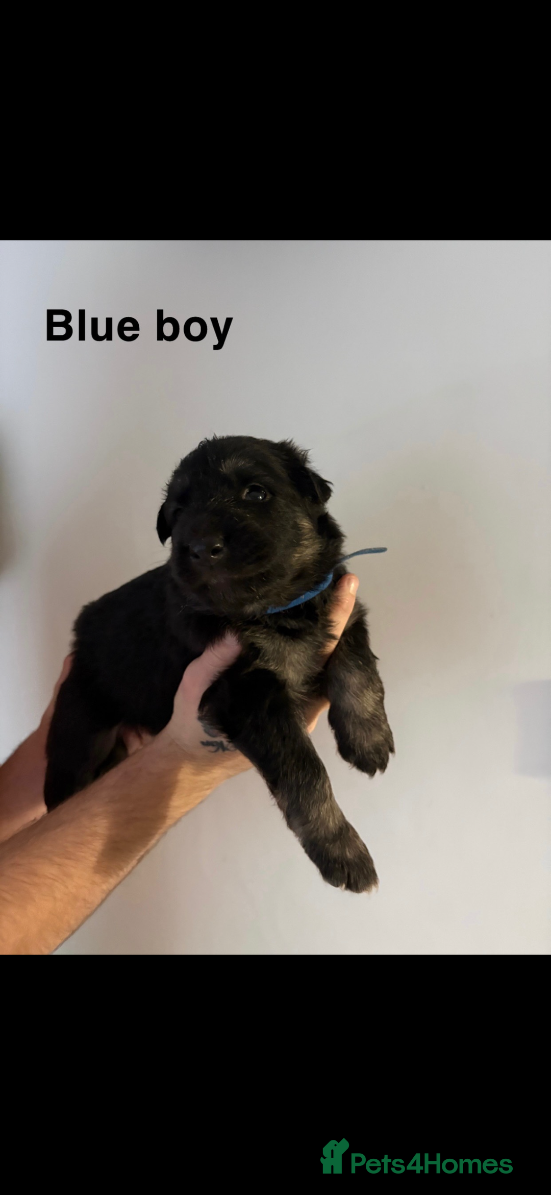 German Shepherd dogs for sale: German shepherd litter  - Image 6