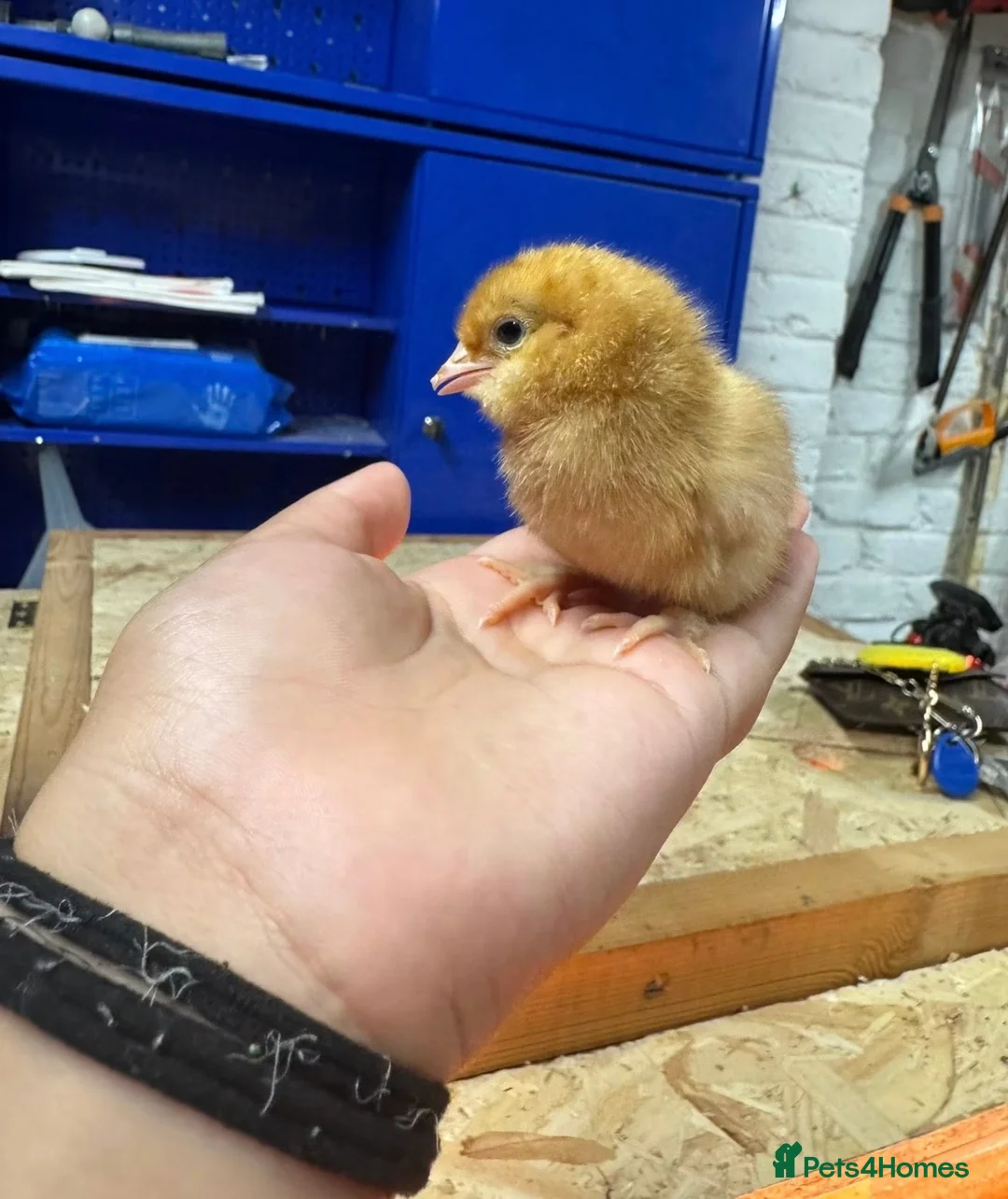 Chickens poultry for sale: 1day old chicks unsexed. in Dorking - Advert 6