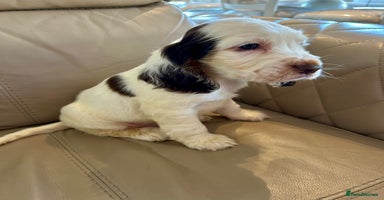 Cocker Spaniel dogs Last Male Kc Cocker Spaniel Simbawood Sire  - Advert 6